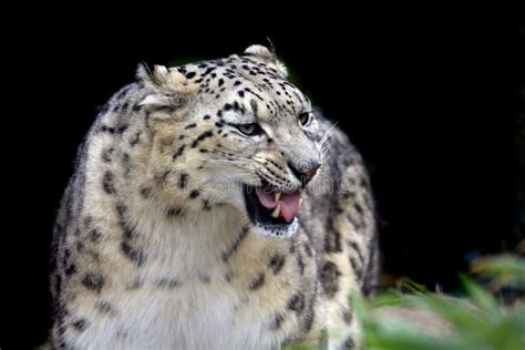 Male Snow Leopard Stock Photo Image Of Endangered Leopard 8397080