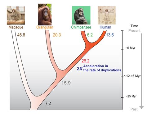 50 Shocking Facts Human Chimp Dna Similarity Unveiled 2024