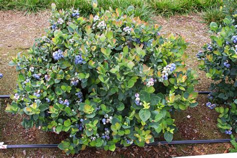 How To Fertilize Blueberry Plants Espoma