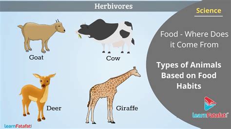 Food Where Does It Come From Class 6 Science Types Of Animals Based