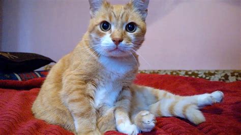 An Orange Munchkin Cat Will Steal Your Heart Youtube