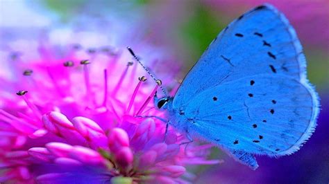 Beautiful Blue Butterfly On Pink Flower Hd Butterfly Wallpapers Hd