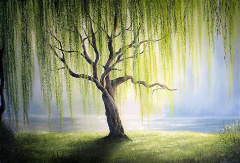 Discover The Willow Tree Symbolism And Why Its Such A Symbol Of Peace