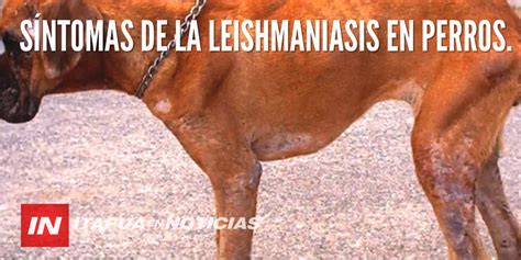 Leishmaniasis En Perros Sacrificio O Tratamiento Itap A Noticias