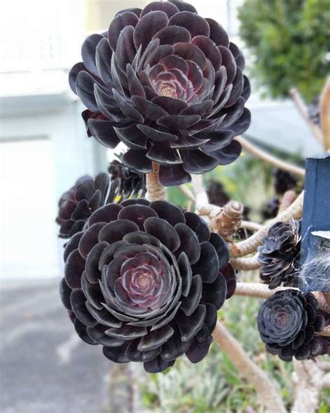 Many items are restricted or prohibited and cannot be carried by you as a traveller on entry into australia. Succulents with dark shades and leaves that look like ...
