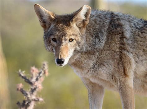 Sonoran Desert Animals