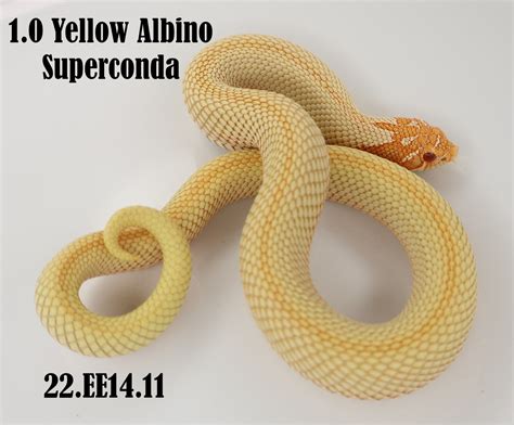 Incredible Yellow Albino Superconda Western Hognose By Ectotherm Empire Morphmarket
