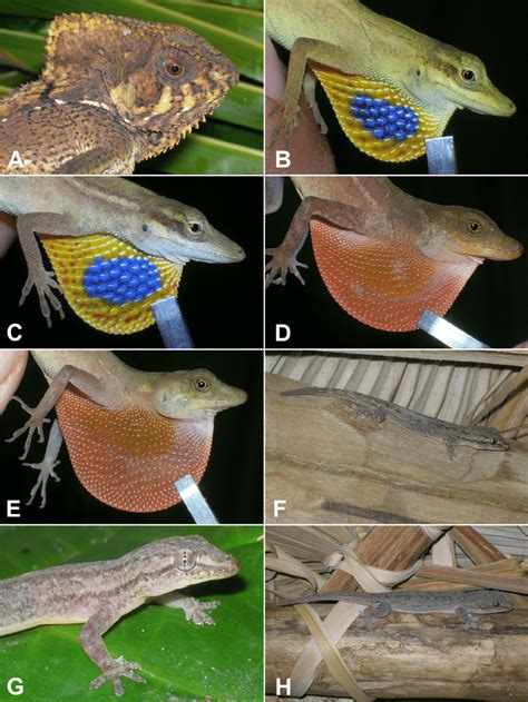 Images Of Lizard Species From The Corn Islands Nicaragua