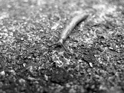 Slug Art Photography Slug Photography Slugs Black And White