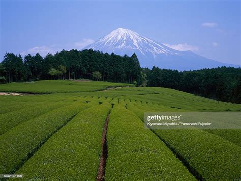 Japan Mt Fuji Tea Fields In Foreground High Res Stock Photo Getty Images