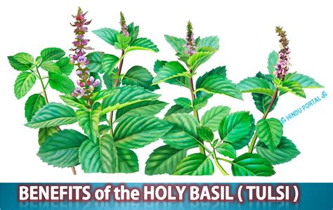 15 Health Benefits Of Holy Basil Tulsi