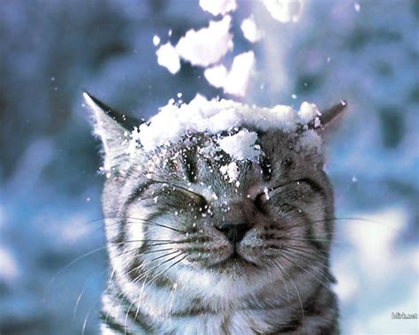 Funny Cats Playing In Snow Compilation Cat Fancast