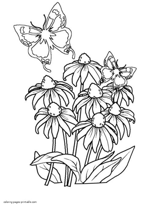 Butterfly Colouring Page Coloring Pages Printablecom