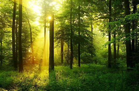 Fondos De Pantalla Bosques Hierba árboles Rayos De Luz Naturaleza