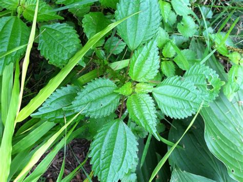 Whats That Weed 10 Common North American Weeds White Flower Farms Blog