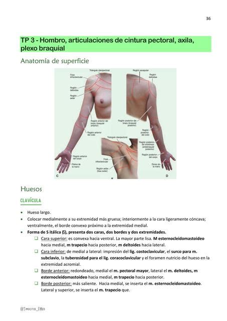 Resumen Anatomía Miembro Superior Timocito FMed uDocz