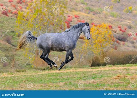Gray Horse Galloping In Field Stock Image Image Of Beautiful