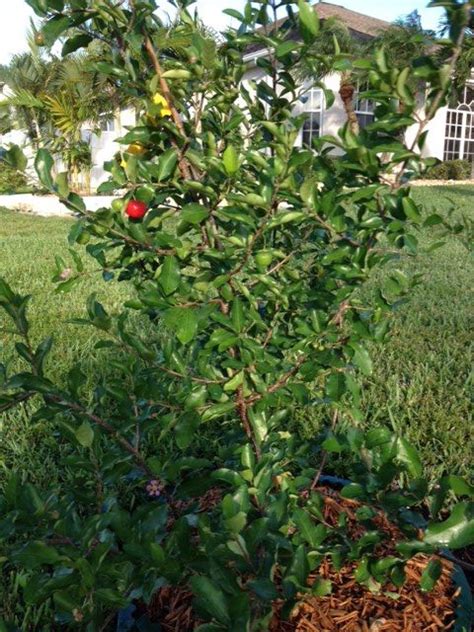 Two New Barbados Cherry Trees We Got From Echo International And
