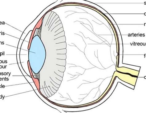 Parts Of The Eye Diagram Quizlet