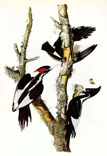 ivory billed woodpecker 15x22 audubon art print hand numbered ltd edition ebay