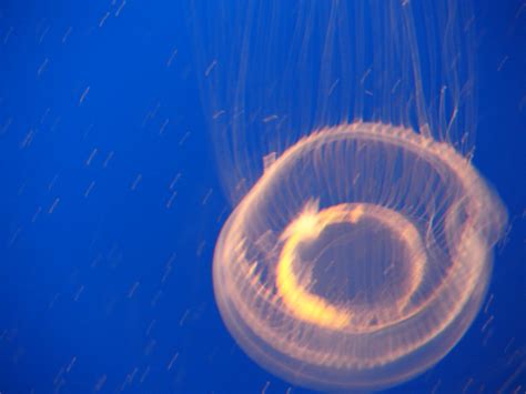 Glowing Jellyfish Jellyfish At The Aquarium Attribution Flickr
