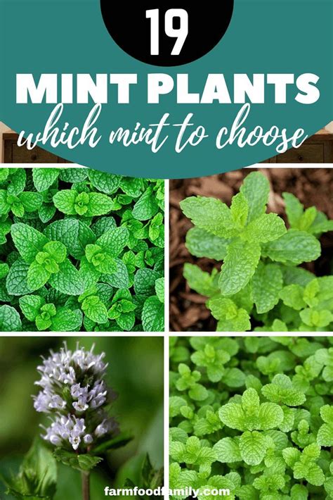 How To Choose Mint And How To Grow It Mint Garden Mint Plants Types