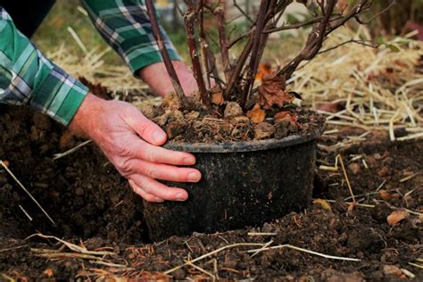 How To Winterize Potted Plants