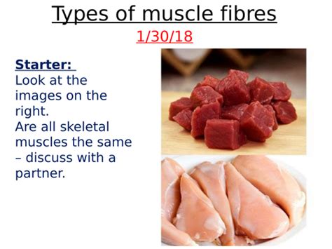 Fast And Slow Twitch Muscle Fibres By Alevelbiologyforthenewteacher