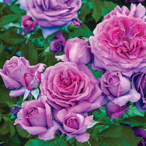 Sweet Madame Blue Floribunda Rose Hybrid Tea Roses Edmunds Roses