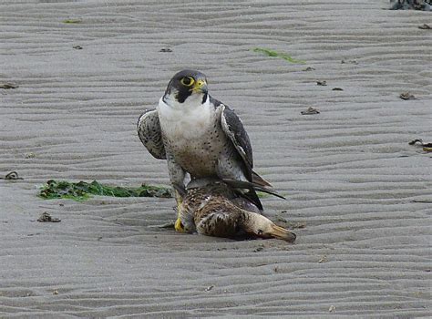Kerry Birding: Peregrine Falcon