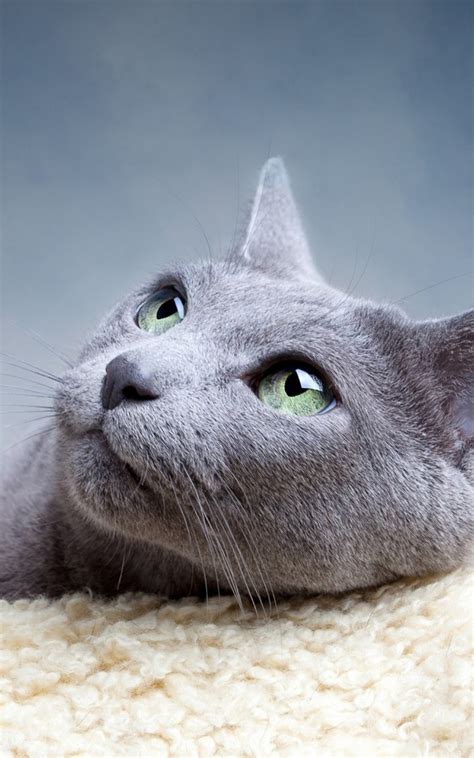 Grey Cat Looking Up Lockscreen Android Wallpaper Free Download