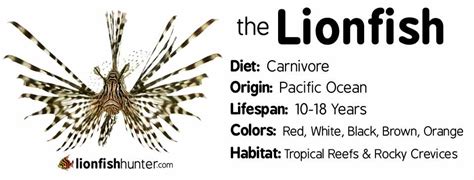 7 Pics Lionfish Facts For Kids And View Alqu Blog