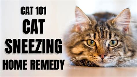 Home Remedies For Cat Congestion