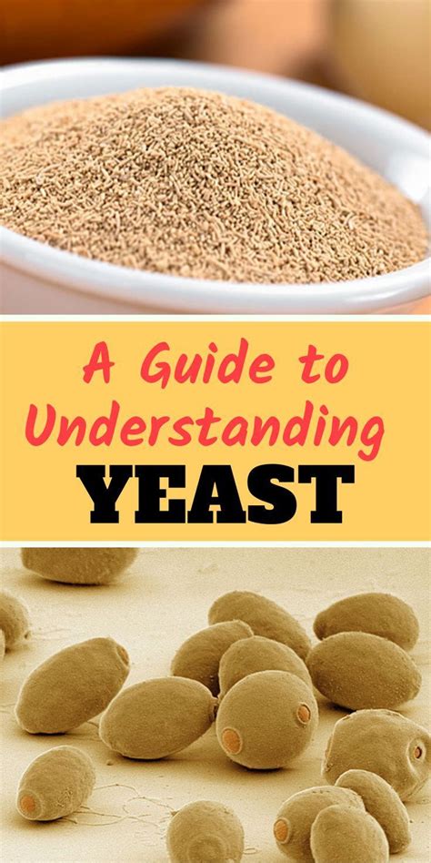 A Guide To Understanding Yeast Baking Ingredients Yeast Desserts