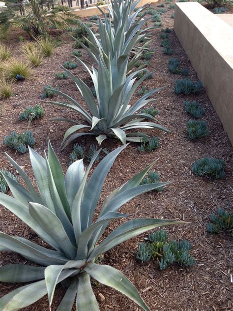 Agave Are A Wonderful Water Wise Plant That Gives Height And Depth To A