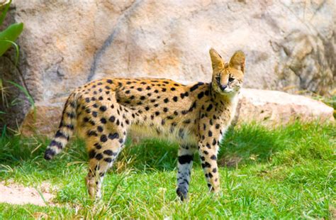 African Serval African Cat African Serval Facts Serval Cats