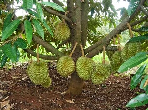 Mohon tonton hingga habis supaya anda semua. Tips Agar Tanaman Durian Cepat Berbuah Dan Berbatang ...