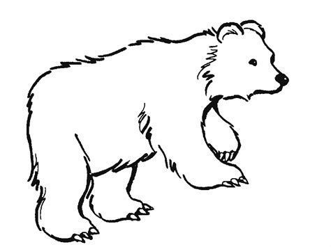 Dibujos para colorear de osos pardos - Imagui