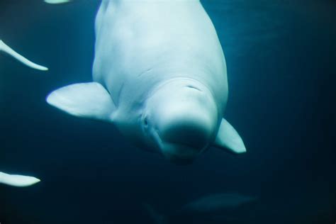 Do Beluga Whales Have Knees