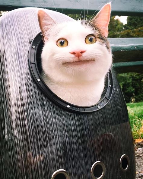 Beluga Cat Meme 47 фото