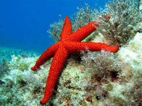 Echinaster Sepositus Mediterranean Red Sea Star