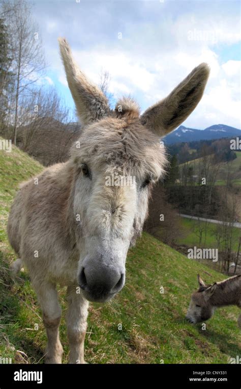 Domestic Donkey Equus Asinus F Asinus Two Animals Standing In A