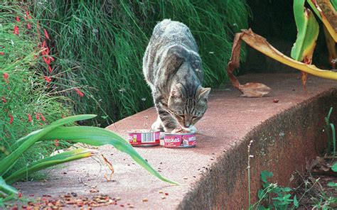 Ban On Feeding Feral Cats Would Be Good For The Cats Residents Hawaii