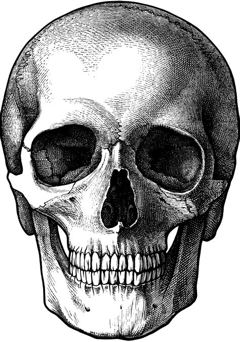 nice line drawing #skull #skulls #bone | Skull art drawing, Skull drawing, Skull art