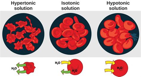 What happens to a cell in a hypertonic solution biology ? 22.1. Osmoregulation and Osmotic Balance | Concepts of ...