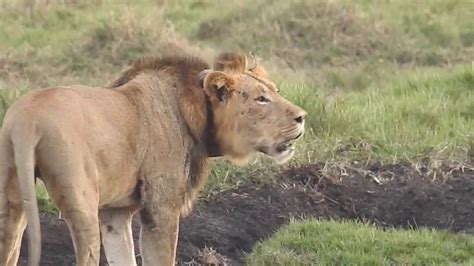 Lions Roaring Male Lion Vs Lioness Youtube