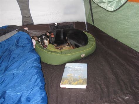 Camping With Pets Everything You Need To Know