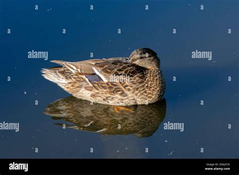 Close Up Of A Sleeping Duck In The Water Stock Photo Alamy