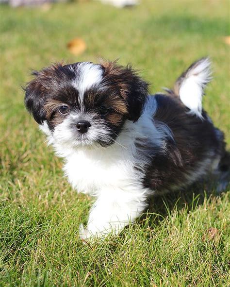 Responsible breeders would want to make sure that they find a good match for. Bichon Shih Tzu, Shichon, Zuchon puppies for sale. Quality ...