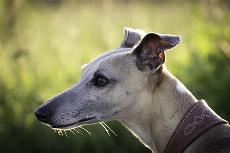 Everything You Need To Know About Greyhounds